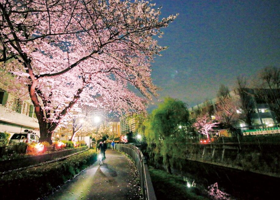 横浜市栄区のいたち川で夜桜楽しんで！＜４月８日までライトアップ＞