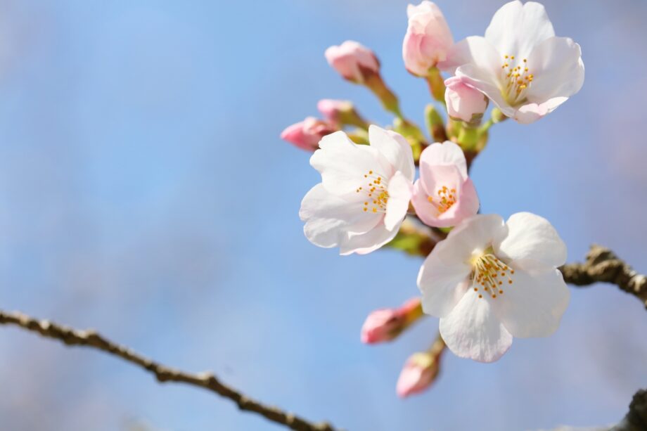 秦野市内の桜スポットを巡る約８Kmのウオーキングイベント＠瀬谷水緑の健康ウォーク 　