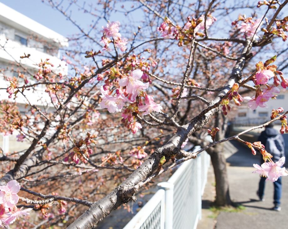 お待ちかね～2022年も川崎市多摩区生田･五反田川で河津桜が開花
