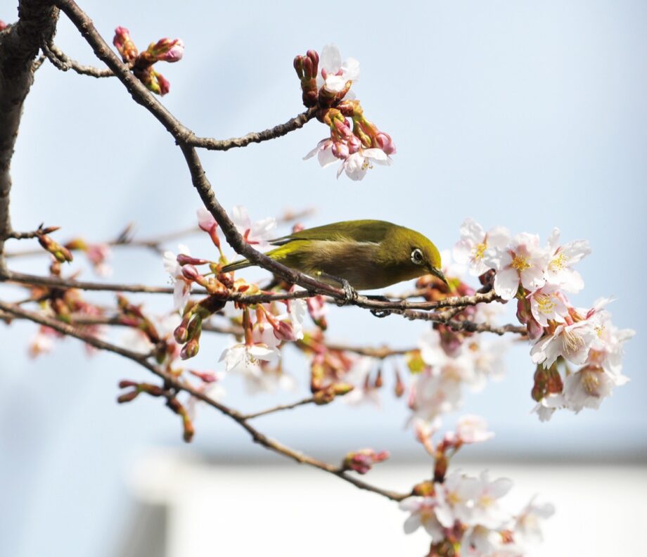【要予約】3月26日、27日 鎌倉・光明寺で『観桜会』＜抹茶席、香体験も ＞ 　