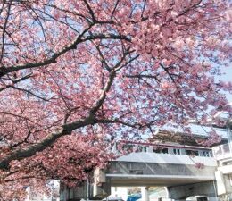三浦海岸の早咲きの河津桜は寒冬のためようやく開花！2022年「桜まつり」は新型コロナまん防により中止