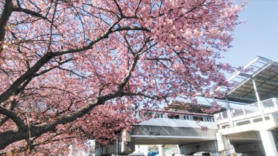 三浦海岸の早咲きの河津桜は寒冬のためようやく開花！2022年「桜まつり」は新型コロナまん防により中止