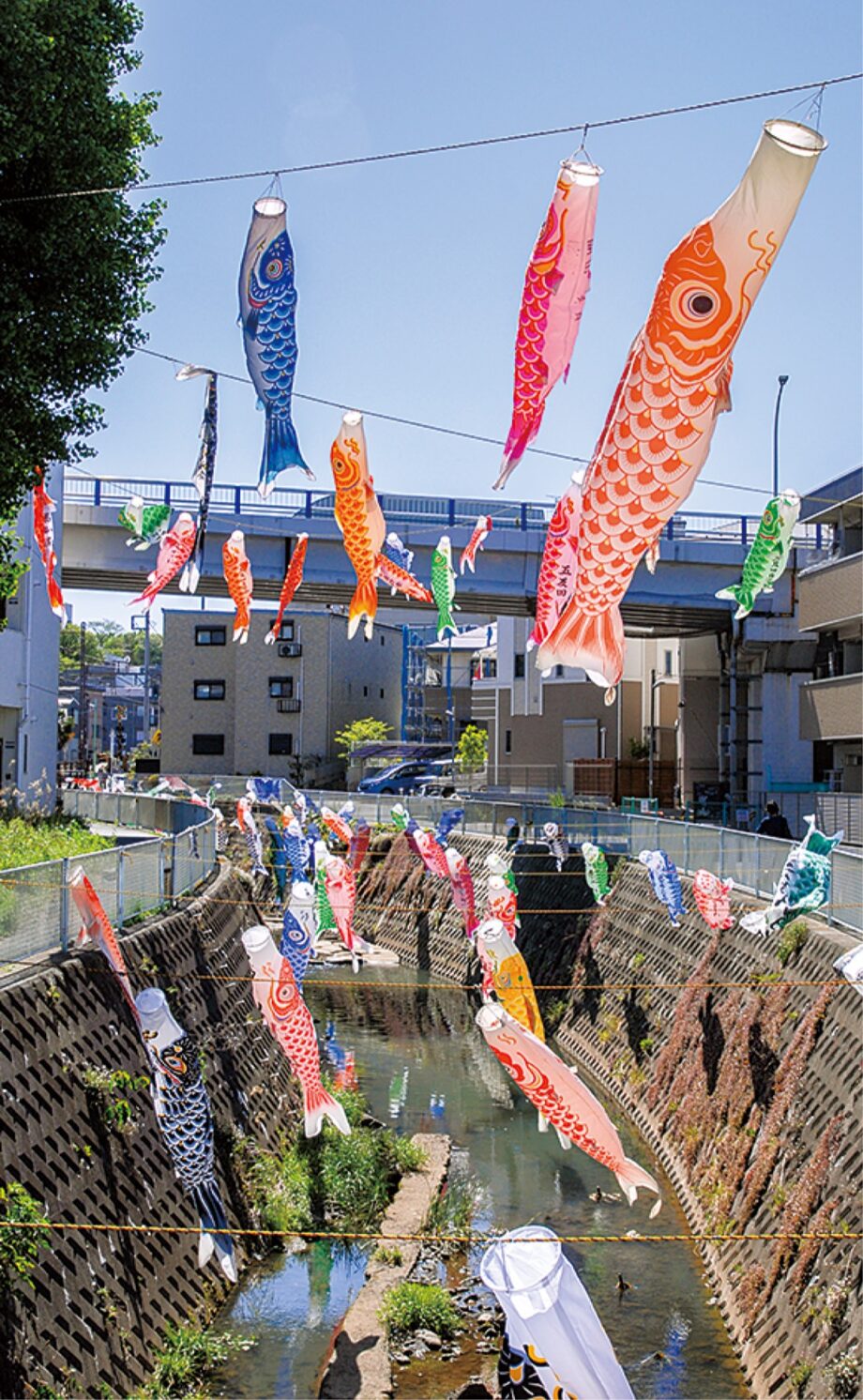 川崎市多摩区・五反田川で約１２０本のこいのぼりが泳ぐ！毎年恒例、2022年は15本を新調