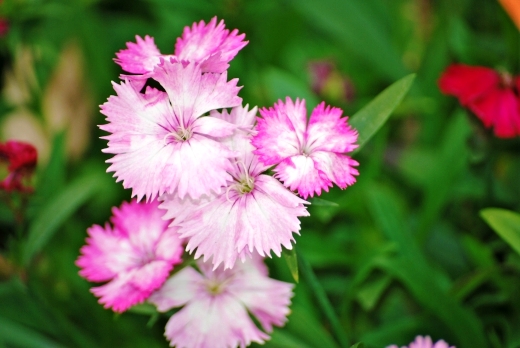 平塚市民の花を咲かせよう「なでしこ」の苗を配布＠平塚市役所