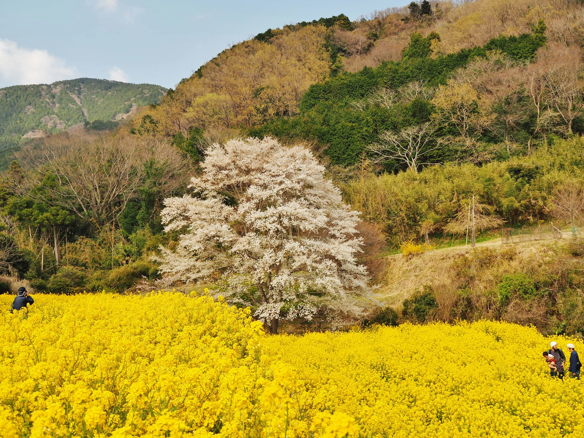 秦野 はだの の桜を見に行こう 神奈川の桜穴場スポット 秦野さくら22 神奈川 東京多摩のご近所情報 レアリア