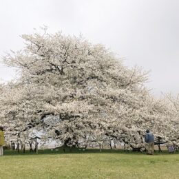 【２０２２年】箱根芦ノ湖畔の一本桜が満開！見頃は４月27日頃まで