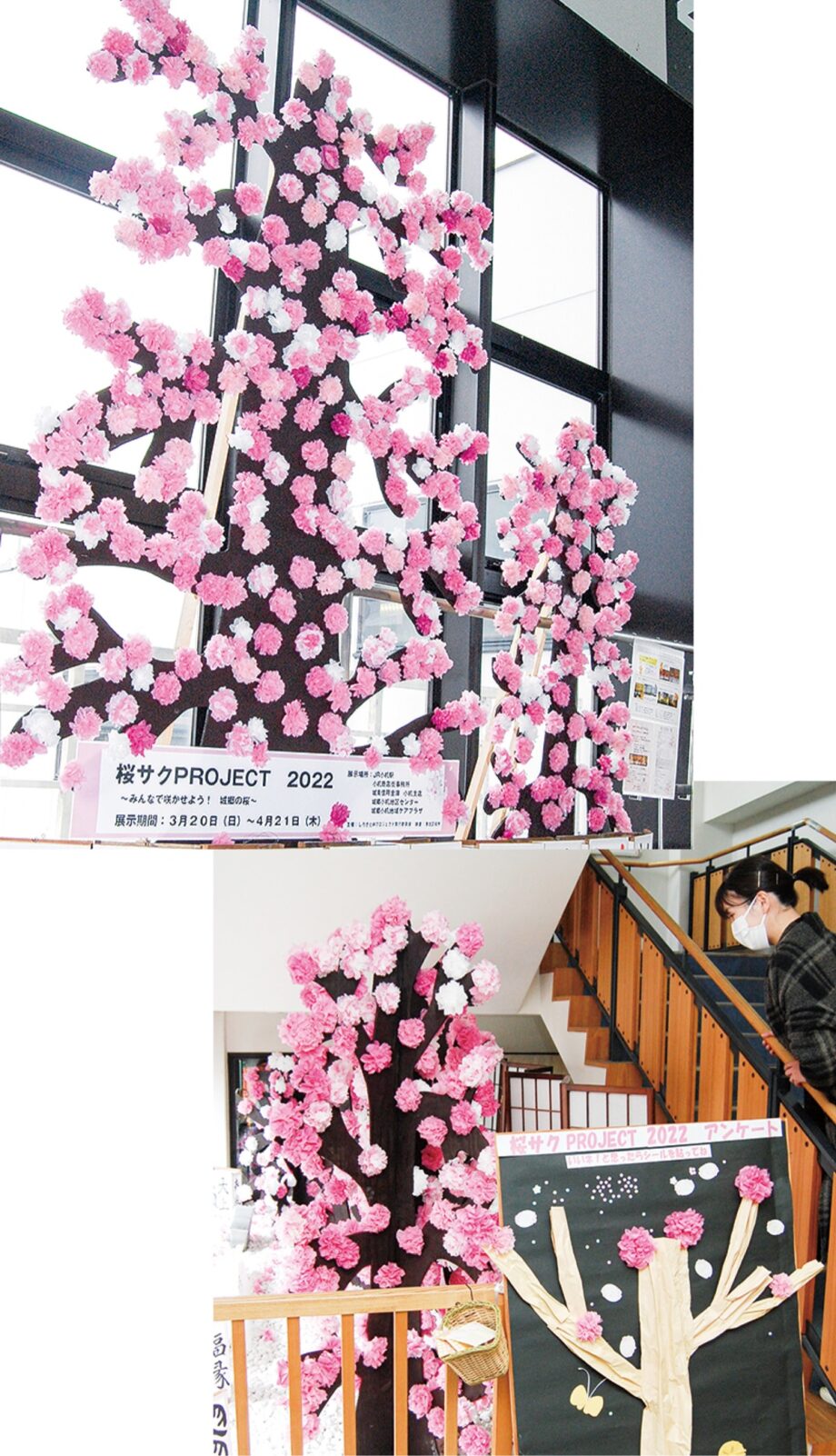 【港北区城郷地区】「桜」で地域の絆を「桜サクＰＲＯＪＥＣＴ２０２２」 小机駅等５カ所に展示