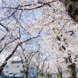 【横浜市青葉区】春の訪れ 桜が満開　新石川4丁目の桜並木