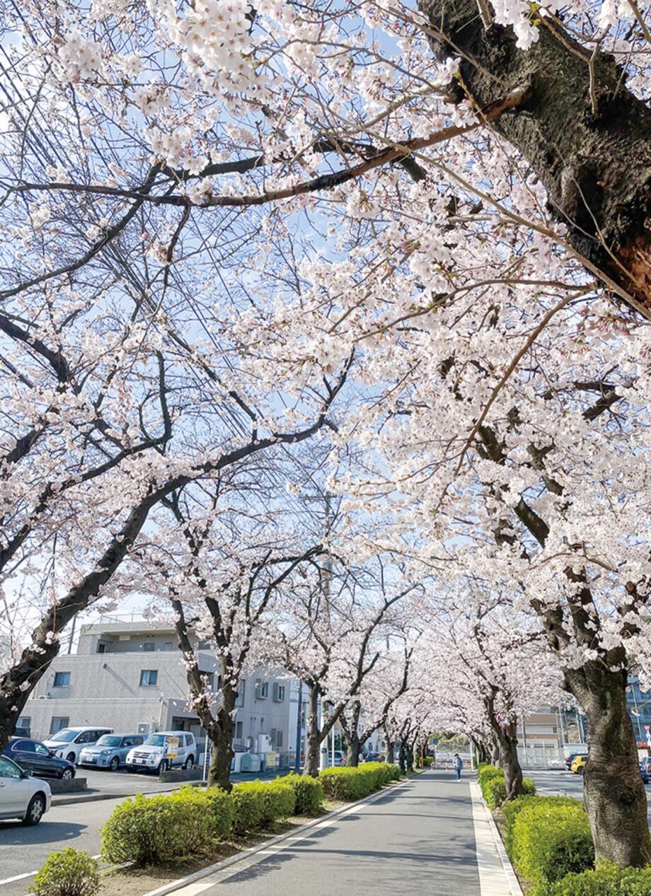 【横浜市青葉区】春の訪れ 桜が満開　新石川4丁目の桜並木