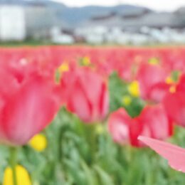 道の駅「足柄・金太郎のふるさと」で赤、白、黄色など約３万株のチューリップが開花！