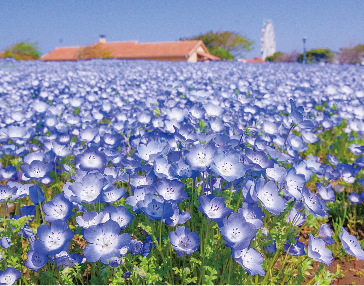入場無料 横須賀市 長井ソレイユの丘でネモフィラなど見頃 海と空と花 青の三重奏ー 神奈川 東京多摩のご近所情報 レアリア