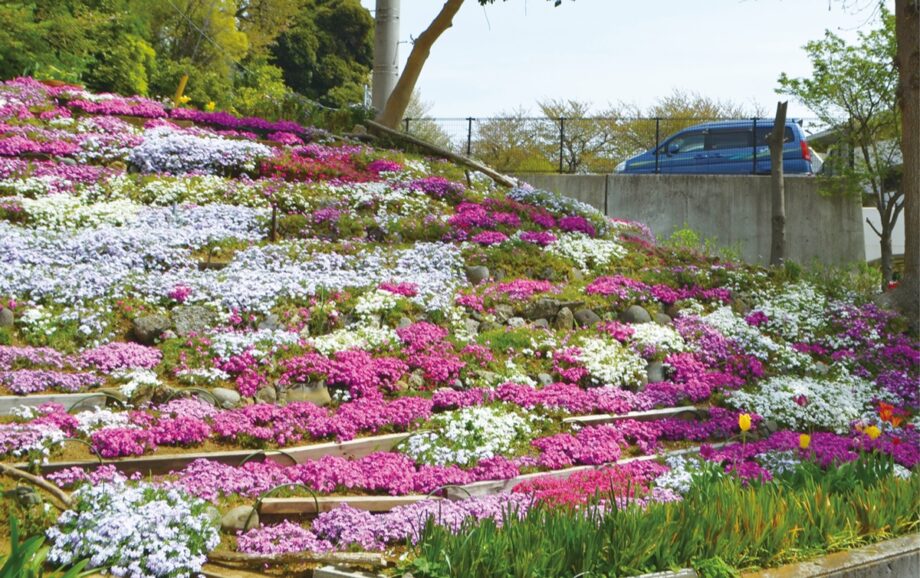 【横浜市】神奈川区・栗田谷 住宅地彩る 芝桜 ４月末頃まで見ごろ