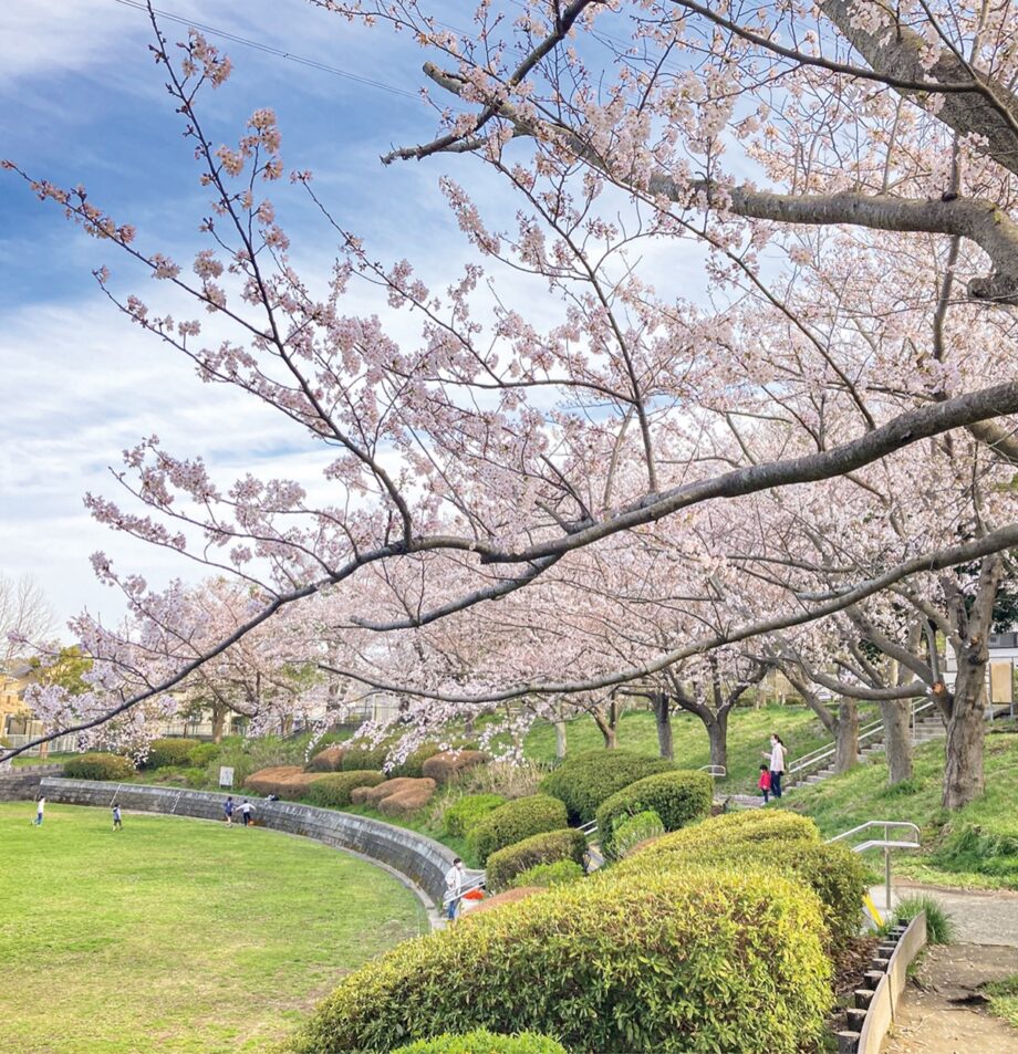 横浜市内、港南区・栄区の 各地で桜が満開＜2022年3月28日＞