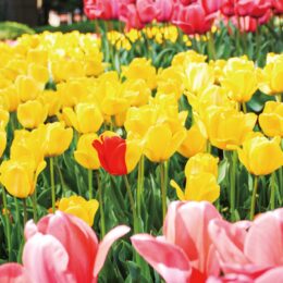 【花情報】色鮮やかなチューリップが咲き誇る＠横浜市鶴見区　入船公園