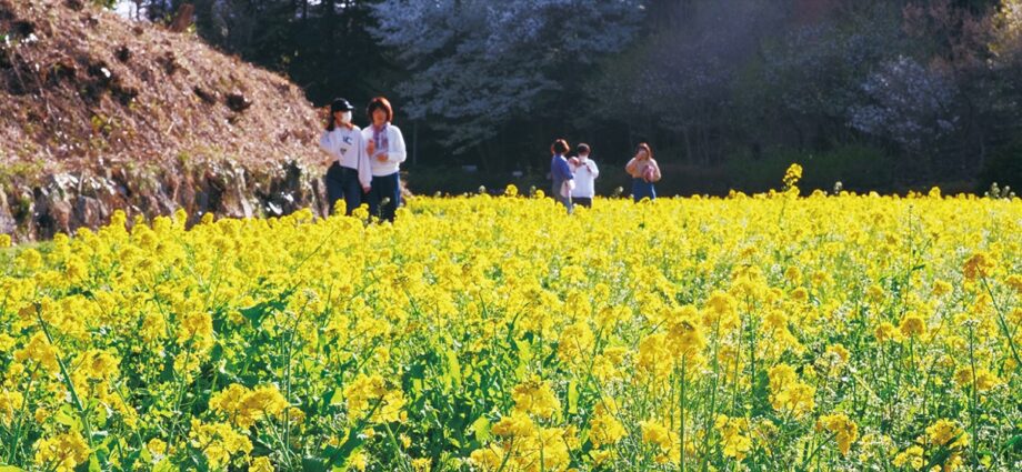 4月16日まで菜の花が一面に ！＠横浜市旭区・追分市民の森