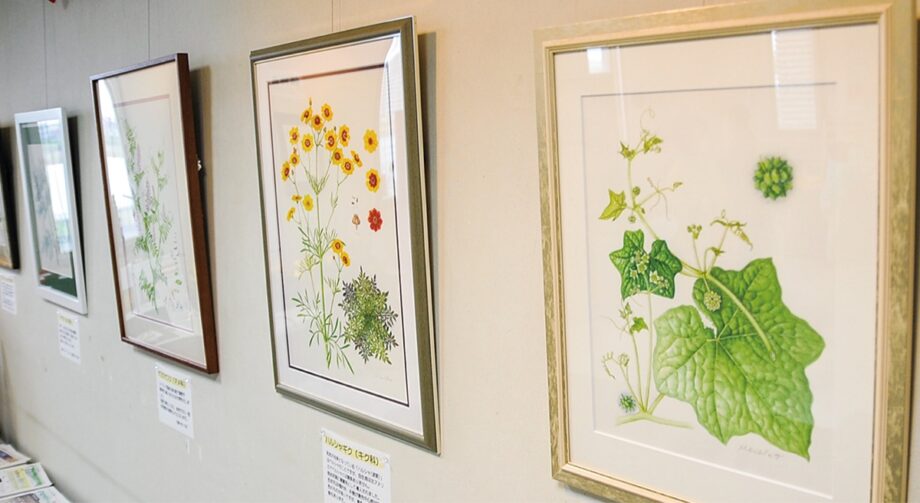 多摩川の野草を描いた「第3回植物画展」ソメイヨシノを描いた作品も＠川崎市・二ヶ領せせらぎ館