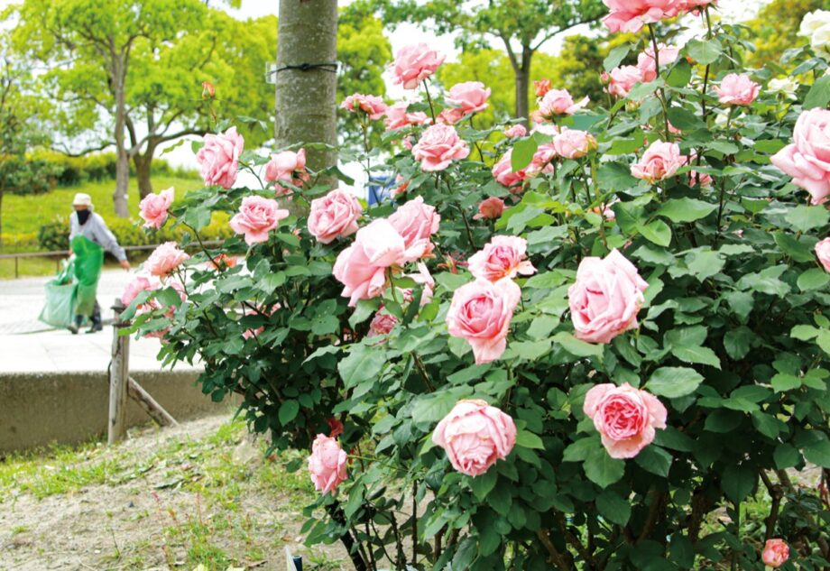 【花情報】バラ園がシーズン迎え約70種140株のバラ開花＠横浜市港南区　日野中央公園