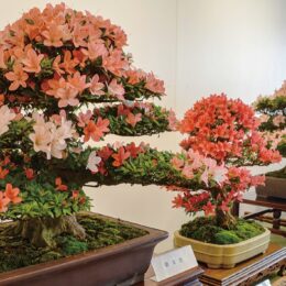 第26回さつき盆栽花季展示会　三浦から4人が受賞ー満開の花や幹の太さなどが評価ー新規会員も募集中