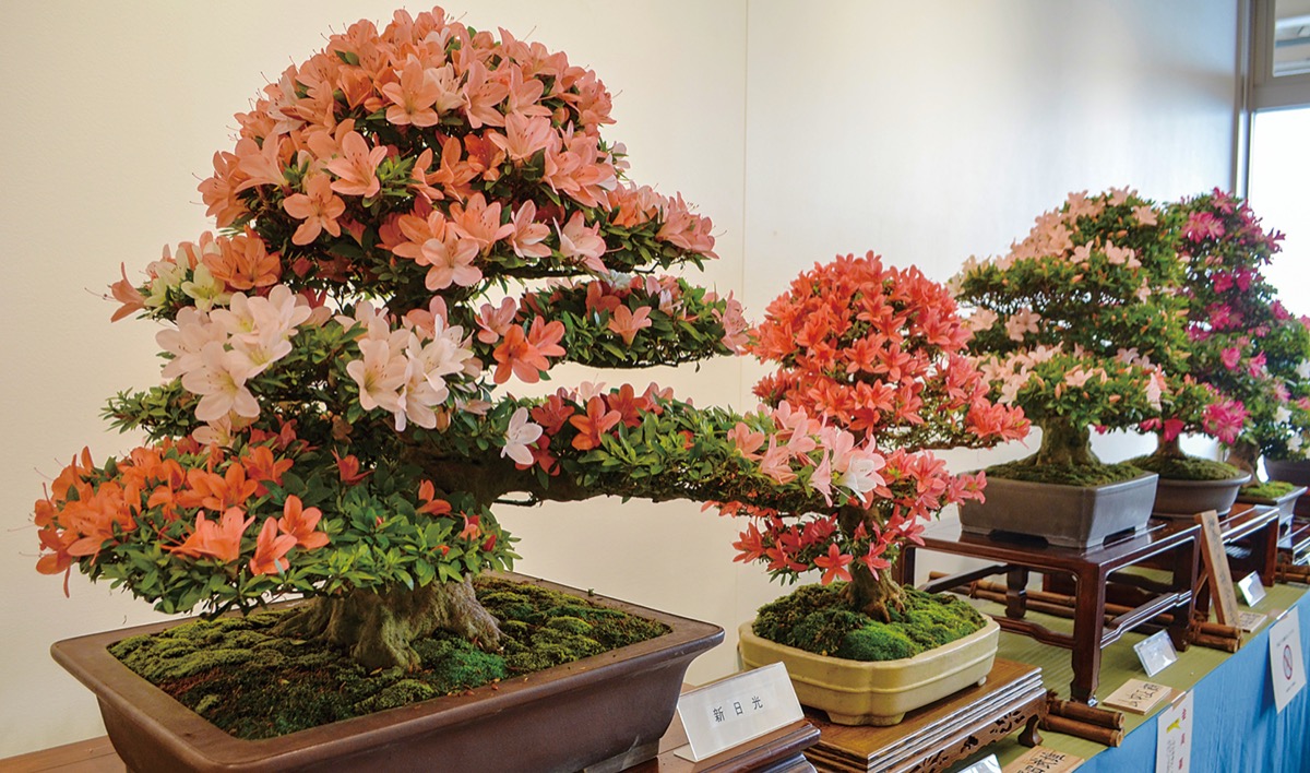 第26回さつき盆栽花季展示会 三浦から4人が受賞ー満開の花や幹の太さ 