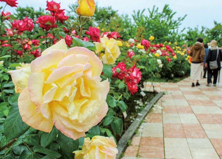 【小田原フラワーガーデン】『春のローズフェスタ2022』開催中！色とりどりの春バラ、甘い香りが園内に