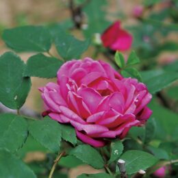 ローズオカガミ「春のバラフェア」開催中　～約２００種類バラが咲き誇る～
