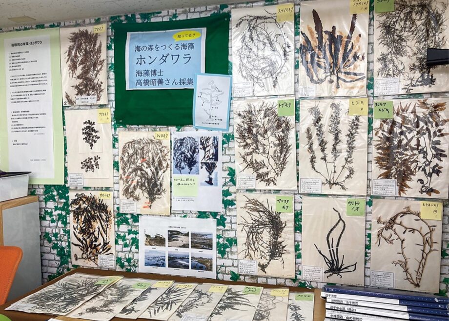 逗子市在住の「海藻博士」が貴重な標本を展示　海藻30種以上が壁一面に＜5月31日まで＞