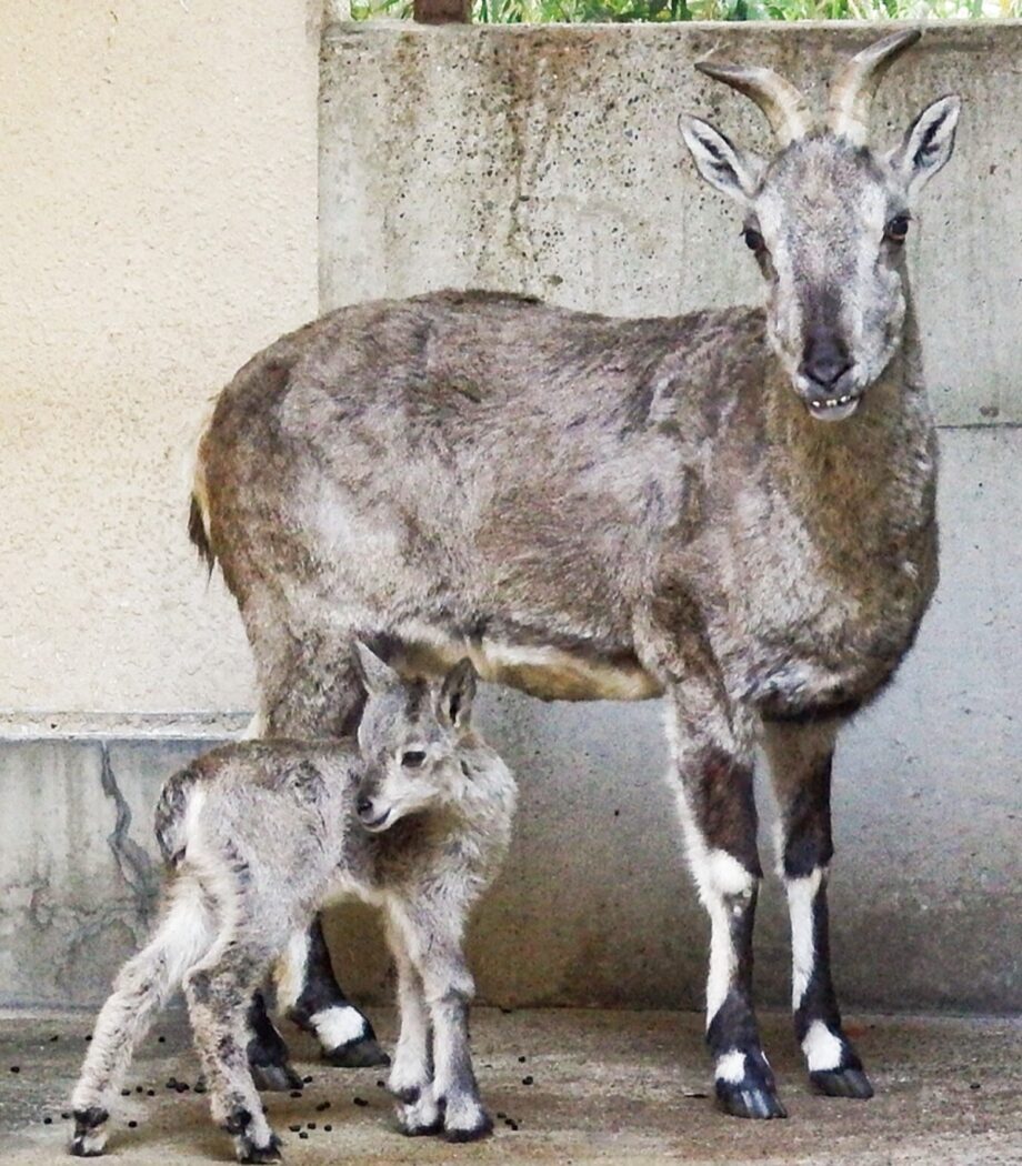 横浜市立金沢動物園にスーチョワンバーラル誕生！2022年5月20日から公開