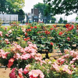 横浜市中区野毛山公園で2022年も45種のバラが見頃に
