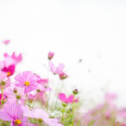 【なくなり次第終了】花でまちを一杯に！花の種を無料配布＠横浜市　磯子区役所