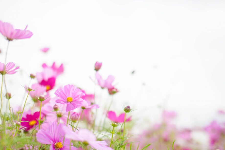 【なくなり次第終了】花でまちを一杯に！花の種を無料配布＠横浜市　磯子区役所