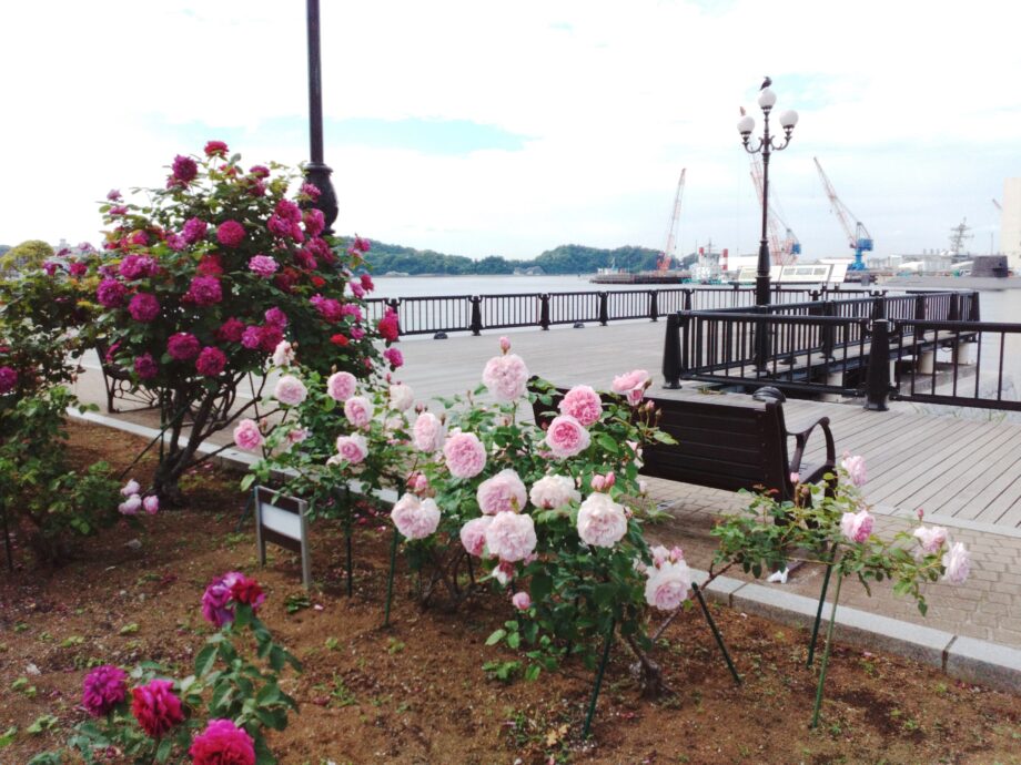 高貴な香り漂う、JR横須賀駅近くのヴェルニー公園にある「バラの花園」に行ってみた