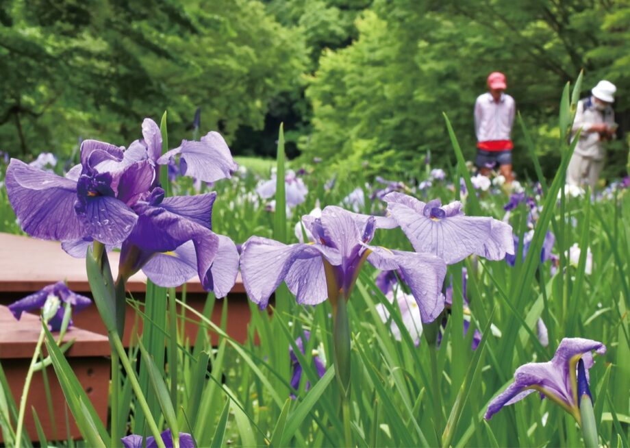 【花情報】紫や白のハナショウブ　鮮やかに　＠横浜市緑区　四季の森公園