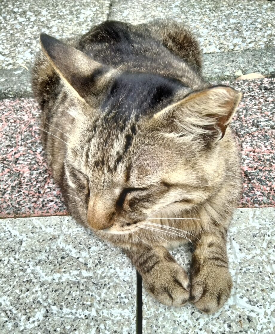 猫に会いたい 三崎 城ヶ島編 神奈川 東京多摩のご近所情報 レアリア
