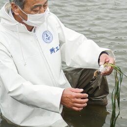 NPO法人 小網代パール海育隊が 海の生態系を支える「アマモ（海のゆりかご）」を植付け　