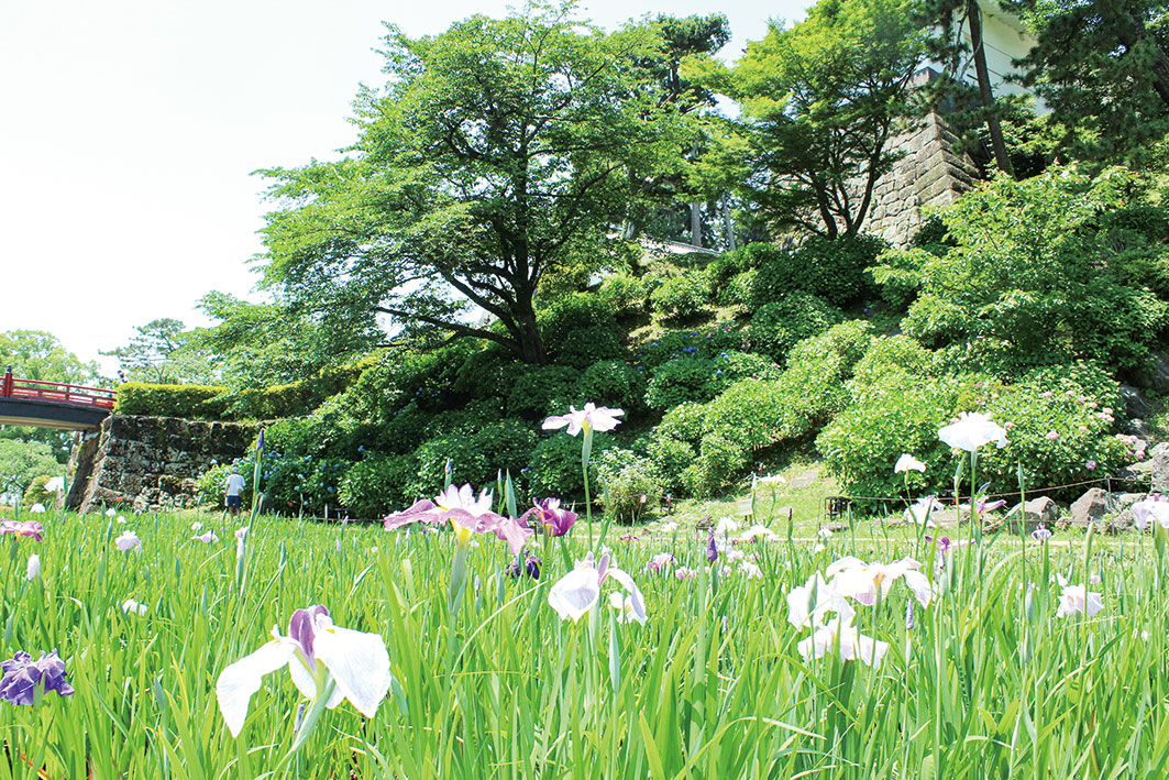 小田原城本丸東堀 花菖蒲園 小田原城あじさい花菖蒲まつり 神奈川 東京多摩のご近所情報 レアリア