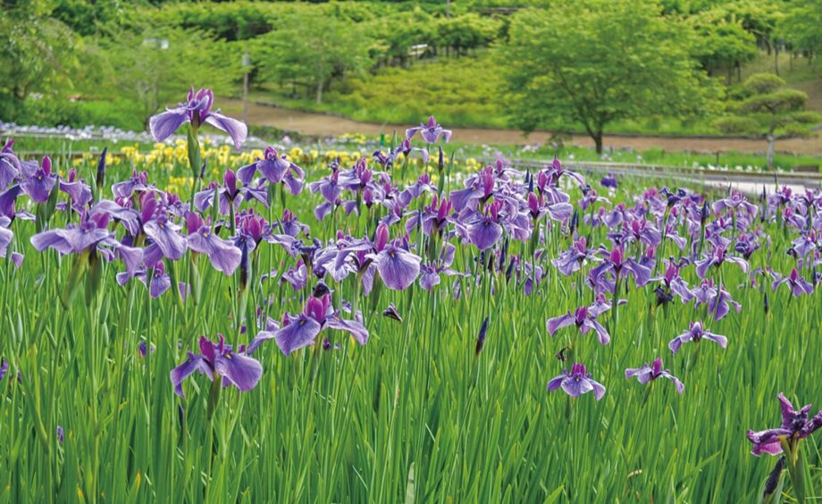 横須賀しょうぶ園・恒例の「花しょうぶまつり」2022年6月30日まで開催中！14万株彩る花しょうぶ