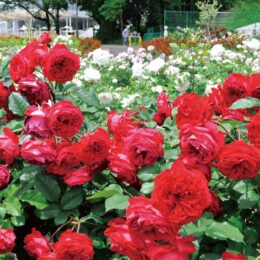 バラの香りに包まれて～「ばら広場」のバラが見頃＠町田市：野津田公園