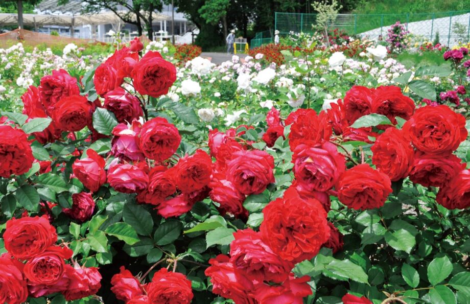 バラの香りに包まれて～「ばら広場」のバラが見頃＠町田市：野津田公園