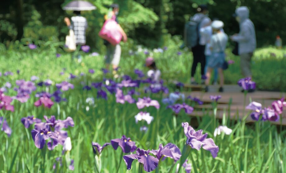 【横浜市】四季の森公園 ハナショウブ色鮮やかに 「6月中下旬頃まで楽しめる｣