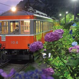 【箱根登山鉄道】2022年もアジサイの夜間ライトアップ！昼のアジサイと共に、夜の幻想的な雰囲気も味わって