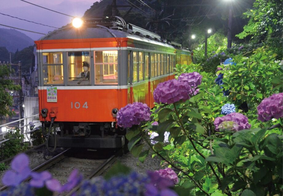 【箱根登山鉄道】2022年もアジサイの夜間ライトアップ！昼のアジサイと共に、夜の幻想的な雰囲気も味わって