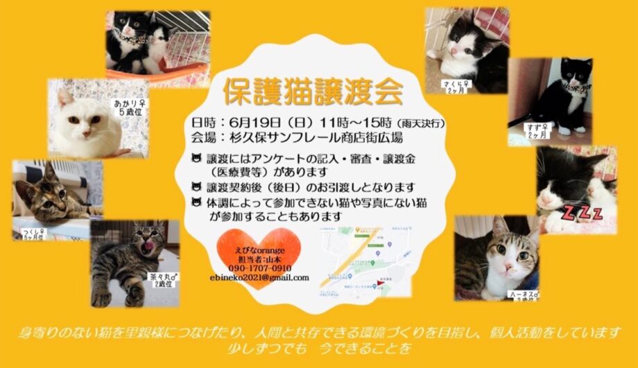 6月19日　海老名市杉久保で保護猫譲渡会 「えびなオレンジ」が主催