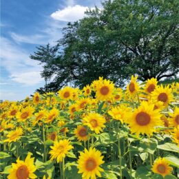 青空に咲くヒマワリ！横浜市南区の清水ヶ丘公園で見ごろ「花摘み体験」は7月3日