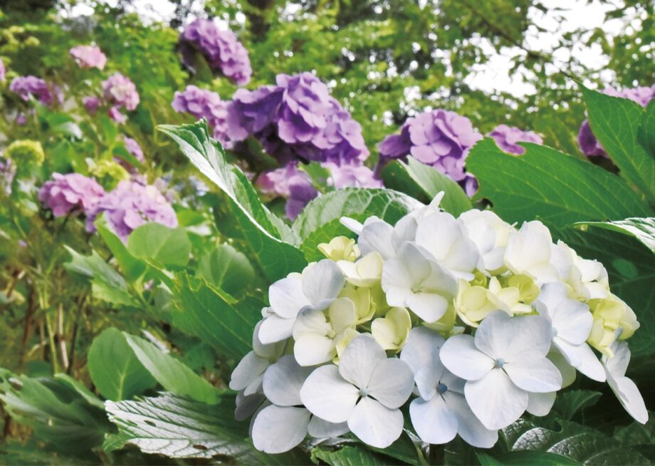 白や紫のアジサイが見ごろ　切り花配布イベントも！＠横浜市旭区南希望が丘　南希の森