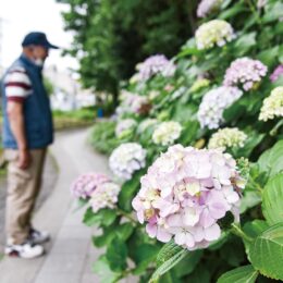 川崎市中原区の中丸子南緑道で１５０株のアジサイが見頃～紫や藍色に色づく【6月下旬まで】