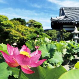 平塚市の要法寺でピンクや白のハスの花が7月末頃まで見頃。鑑賞は午前中がおすすめ
