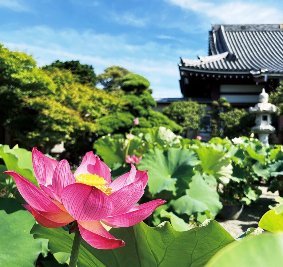 平塚市の要法寺でピンクや白のハスの花が7月末頃まで見頃。鑑賞は午前中がおすすめ