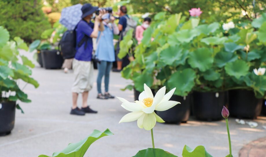 2022年7月【ハスの早朝開園】約240種類、白やピンクに熱視線＠大船フラワーセンター