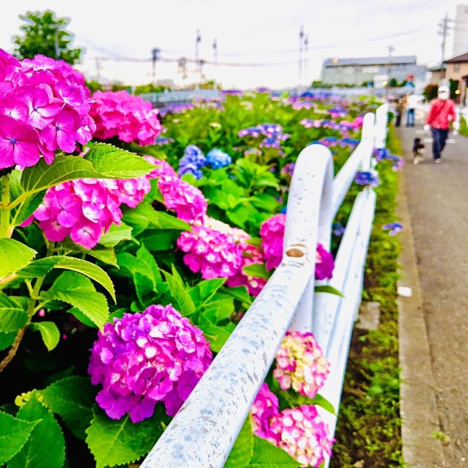 紫や青がこんもりと♡　藤沢市の「アジサイロード」が見頃