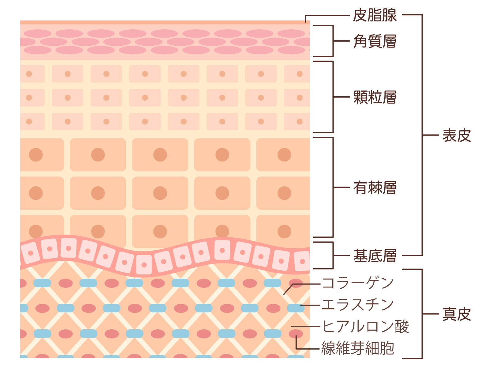 腸活で美容 腸活ボーイ 連載 Vol ６ 文教大学 笠岡 誠一 教授 神奈川 東京多摩のご近所情報 レアリア